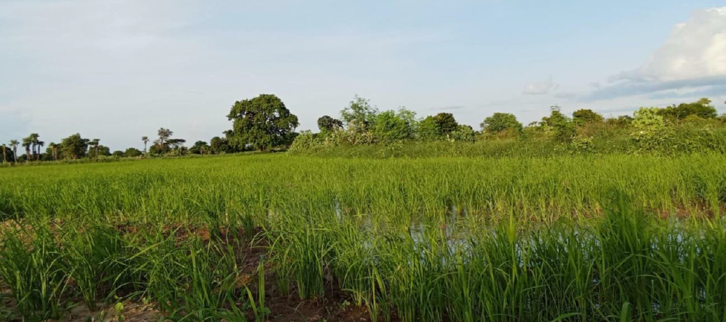 Farming Under Climate Uncertainty